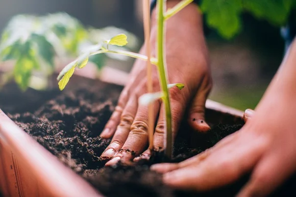 Hände pflanzen Setzling in Erde